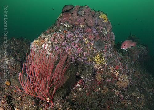 The beauty of point loma is breath taking.