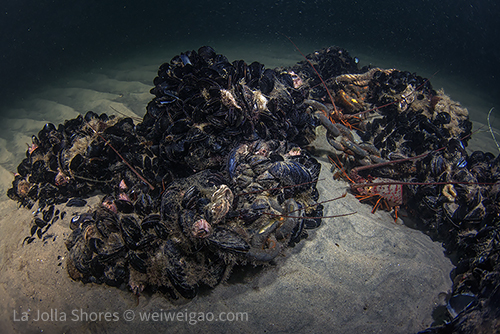 A huge chain covered with mussels