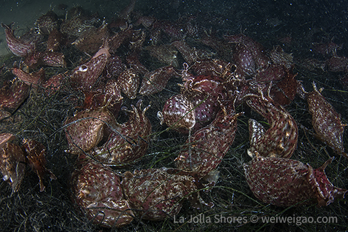 A sea hares gathered at the shores