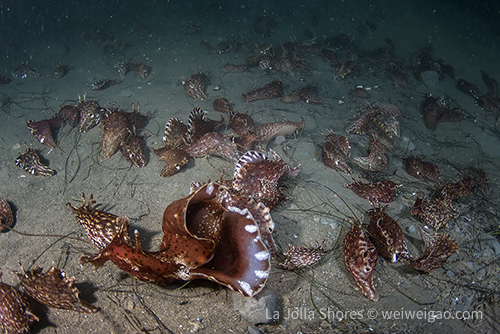 I dropped down close to the patch where the sea hares gather