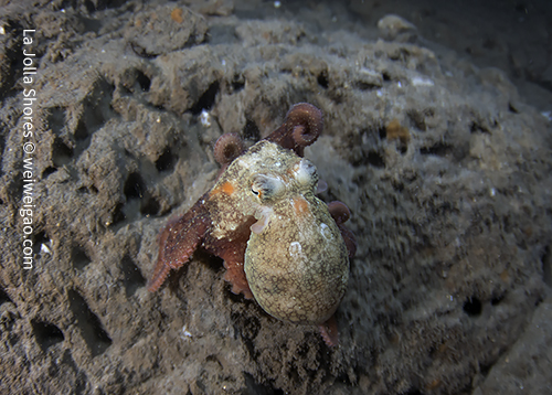 A popped out subject and a blurred background