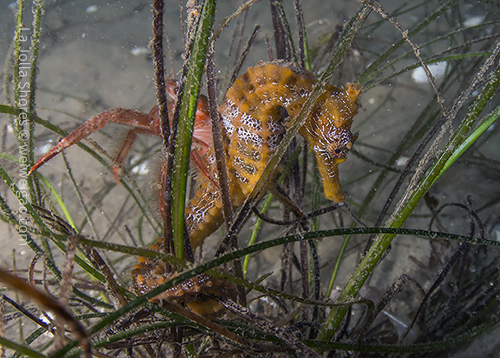 I tried wide-angle on this sea horse