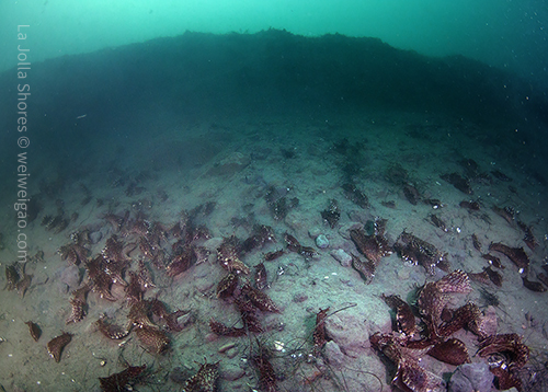 Sea hare marching toward the mighty canyon