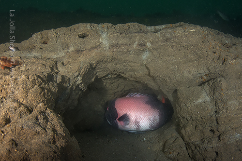 The big male sheephead hidding inside the crevice, but trying to sneak out