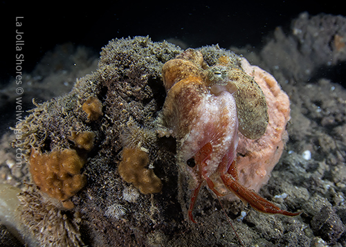 I was able to get close to this octopus