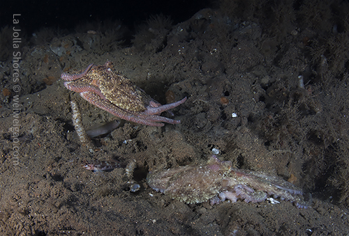 The two octos came close, but immediately went apart