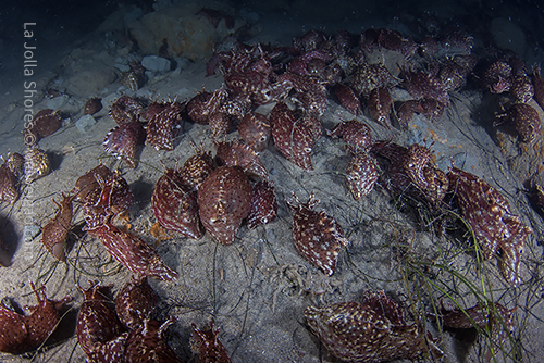 The sea hare gathering at the shores is still on full force