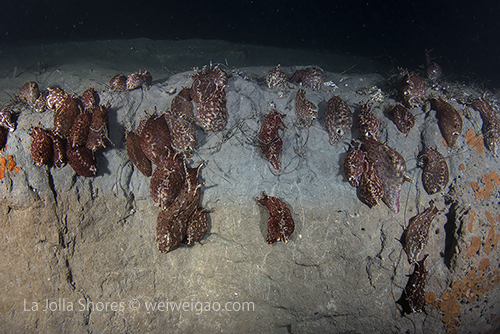 Sea hares bundled together on the canyon wall.