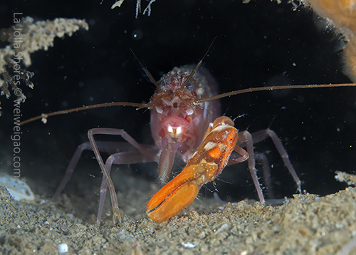 Likely a pistol shrimp