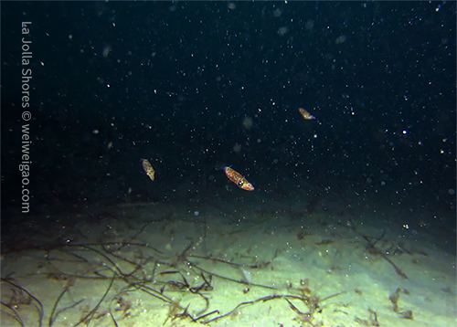 Three bob squids swimming in the water column