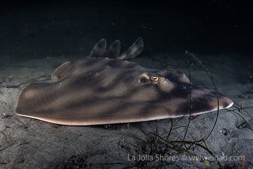 A large guitarfish lying on the canyon ledge