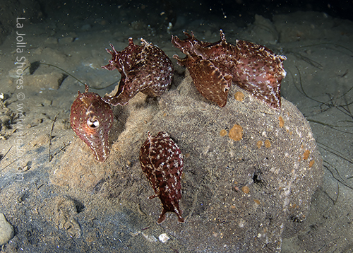 I didn't stay long at the sea hare gathering ground. After taking this picture, I moved on.