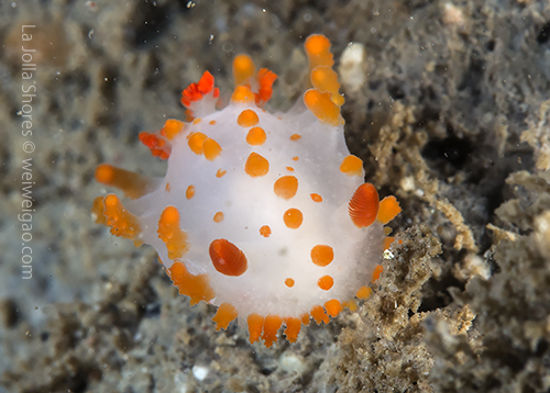 A baby Catalina Triopha found on the canyon wall