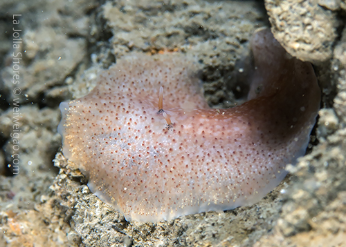 I can see the rhinophores and some dark dots at the root.