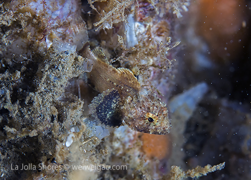 A baby scorpion fish at the V point
