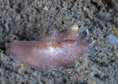 A different flatworm found at the V point.