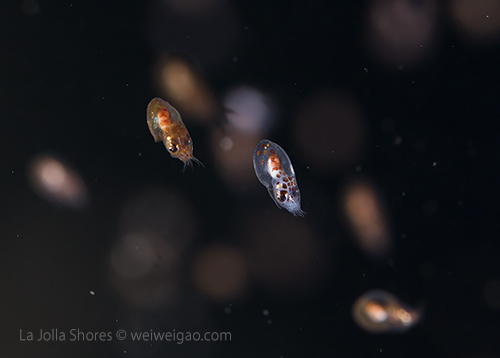 Newly hatched baby octopuses