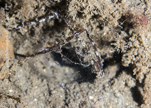 Lots of baby octopuses gushing out from this hole