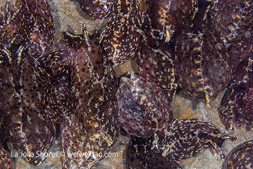 Sea hares bundled on the canyon wall.
