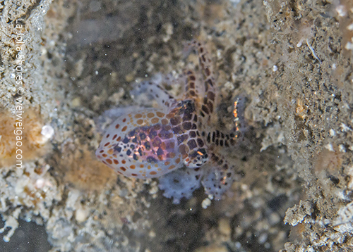 A young octopus