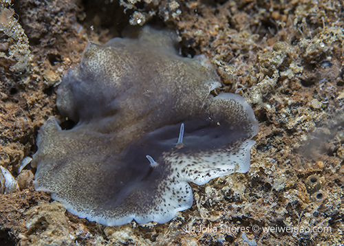 A flatworm with a white patch at the front.
