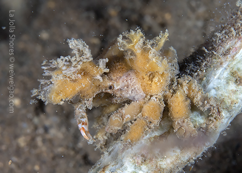 A cute yellow crab found at the V point