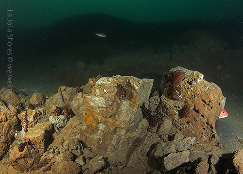 This is the spot where sea hares normally gather.