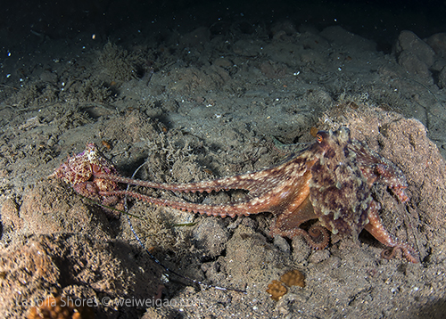 A pair of octopuses trying to mate