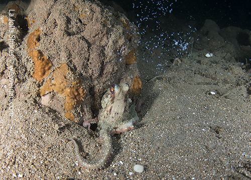 This octopus ejected some white stuff to the water