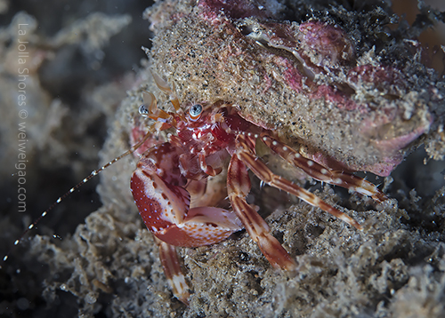 A hermit crab at the north of V point