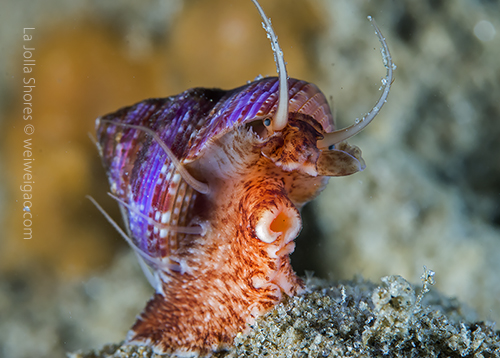 A beautiful blue-ring topsnail.