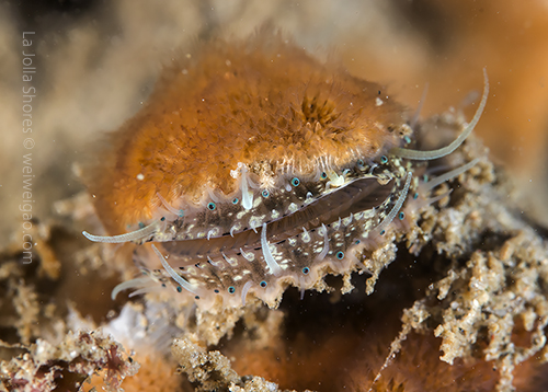 A baby scallop near the V point.
