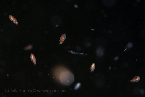 I again saw these newly hatched octopuses at the V point.