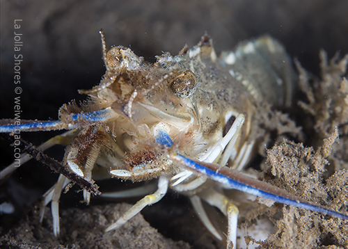 Close-up of a target shrimp