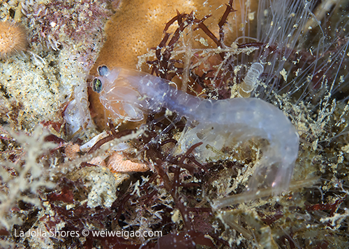 A transluscent mantis shrimp found at the engine block