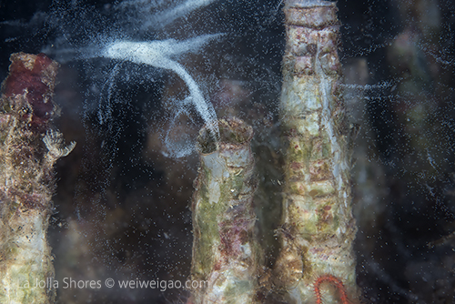 Tube worm spawning at the shores