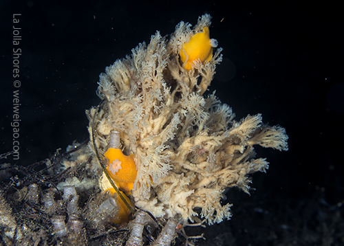 On the slope I came across a trio of yellow dorid