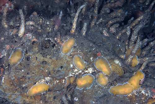 A large gathering of Doriopsilla spaldingi