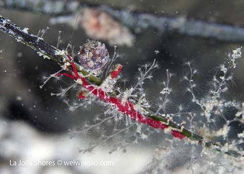 I found this tiny skeleton shrimp at the south wall.