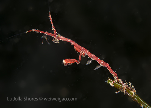 A close up of this skeleton shrimp