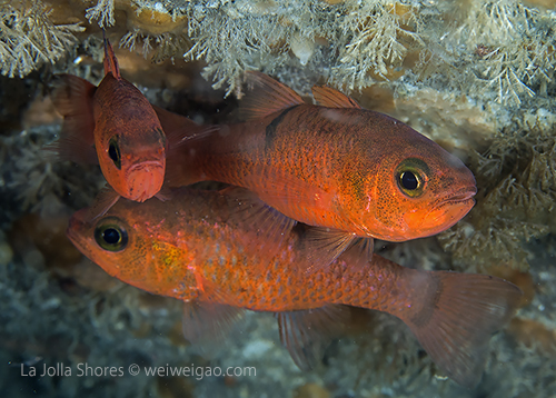 Pink cardinalfish at the main wall