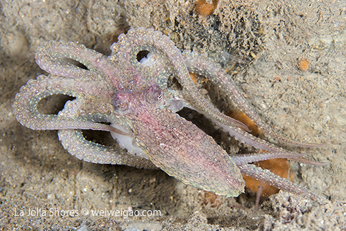 A young octopus was trying to catch krill