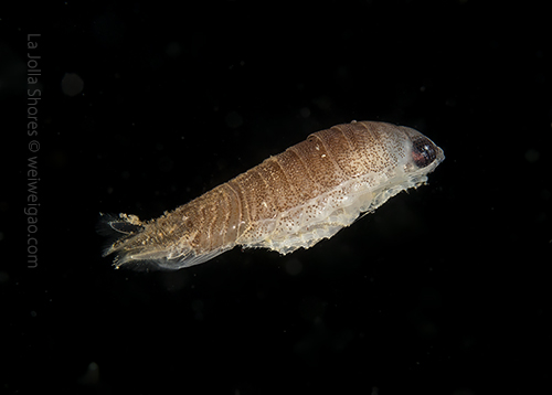 A swimming Cirolana harfordi