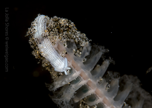 A baby armina on the tip of a sea pen