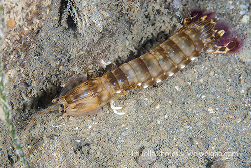 I saw two mantis shrimp (Pseudosquillopsis marmorata)