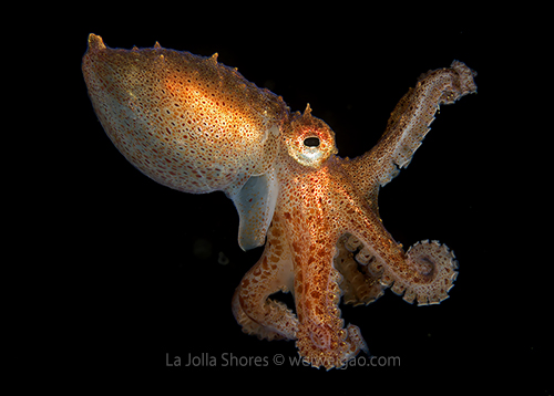 A cool red octopus in the water column