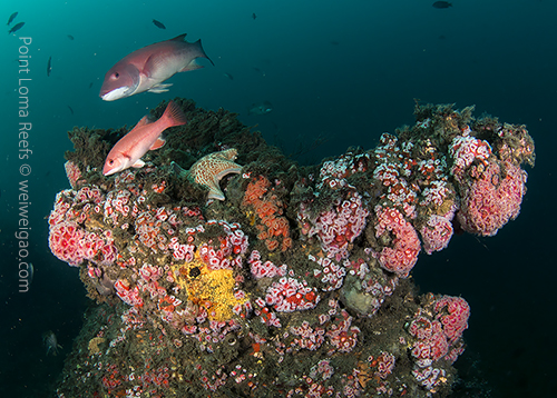 A small boulder at Trex reef