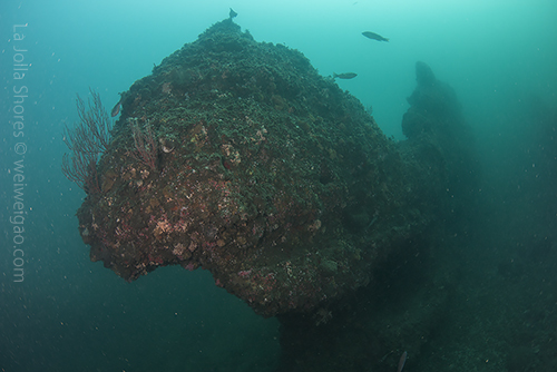 Trex reef was named because of its appearance.