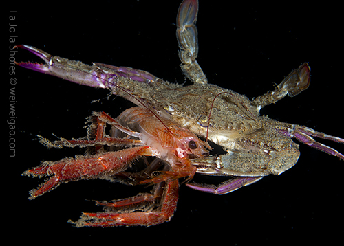 A swimming crab carrying its prey
