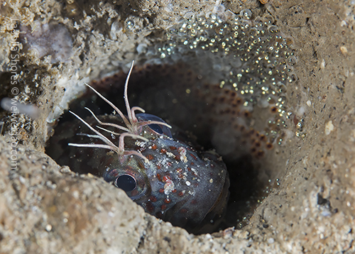 A blenny with unhatched eggs.